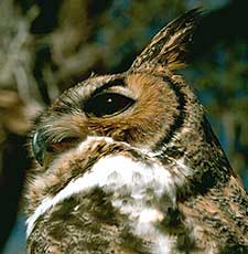 great-horned-owl