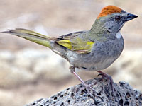 Green-tailed Towhee