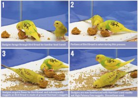 images-budgies