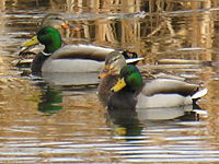 Mallard pair