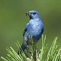 Mountain bluebird