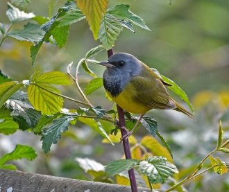 Mourning warbler, Forest County, PA, 13 May 2017 (photo by Anthony Bruno)