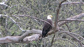 Northeast Bird Identification