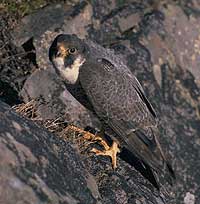 Peregrine falcon