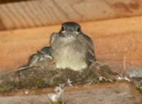 Phoebe nestling about to fledge. Photo by Linda Ruth.