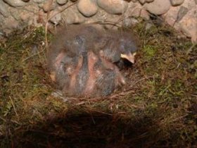 Phoebe nestlings. Photo by Chris Asmann.