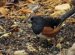 Bird with white Chest
