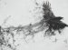 Birds black