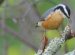 Birds white Breast black head