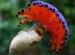 Black and white Crested Birds