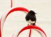 Black Phoebe Bird House