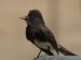 Black Phoebe Facts