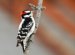 East Texas Birds Identification
