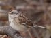 Eastern Ontario Birds