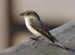 Eastern Phoebe Bird