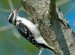 Northeast Bird Identification