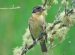 Phoebe Bird Call
