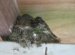 Phoebe Bird Images