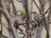 Phoebe Hummingbird