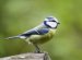 Show me a Picture of a Birds