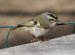 Small Bird with Mohawk