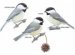 Small black Birds with white Bellies