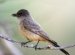 Western Phoebe