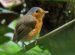 White Belly Bird