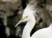 White Bird with Mohawk