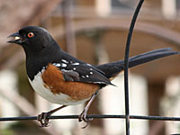 Spotted Towhee at EE Wilson