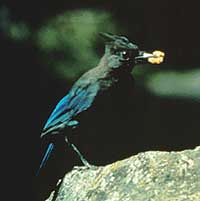 Steller's jay