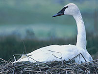 Trumpeter Swan on a nest