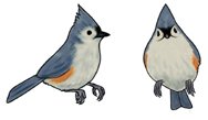 Tufted Titmouse