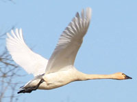 Tundra Swan