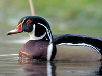 Wood Duck